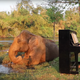 Illustration for article titled Youll never forget this YouTube account where a man serenades elephants on the piano